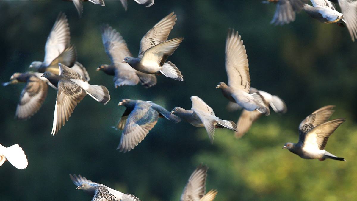 Relâchés à des centaines de kilomètres de chez eux, ils retrouvent leur nid : le GPS secret des pigeons voyageurs